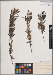 Foto von Salix eleagnos Scop.